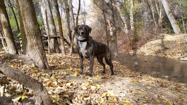 /Images/uploads/Humane Society of Utah/HSUCalendar/entries/1117thumb.jpg